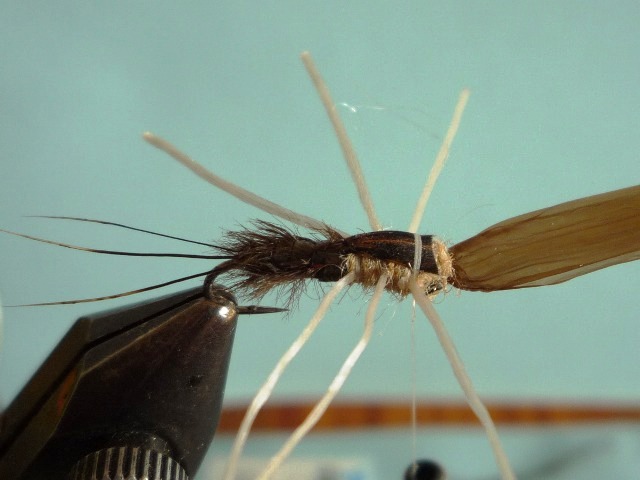 Heptagenid Nymph