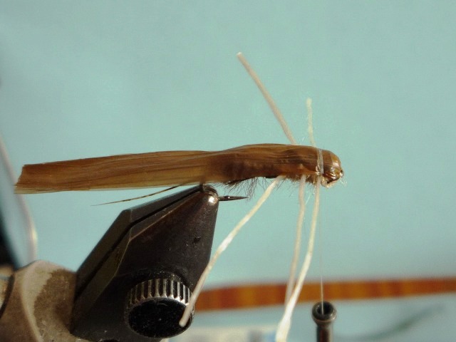 Heptagenid Nymph