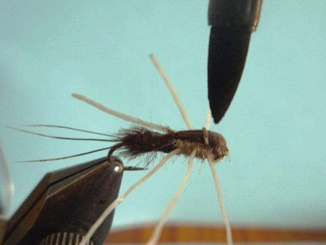 Heptagenid Nymph