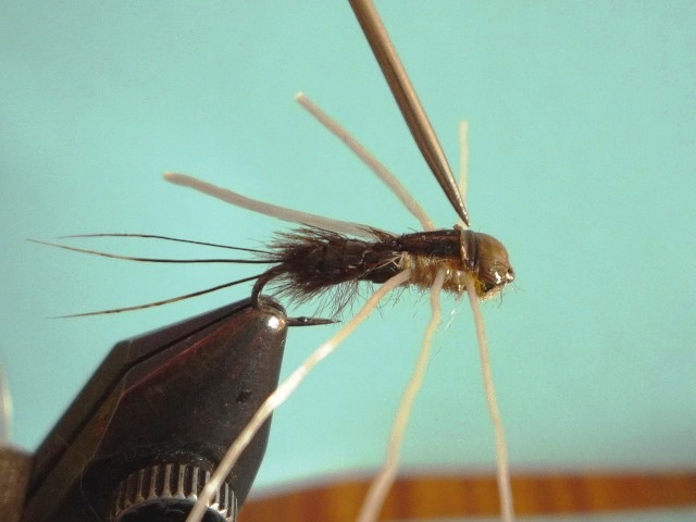 Heptagenid Nymph