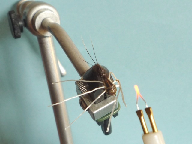 Heptagenid Nymph