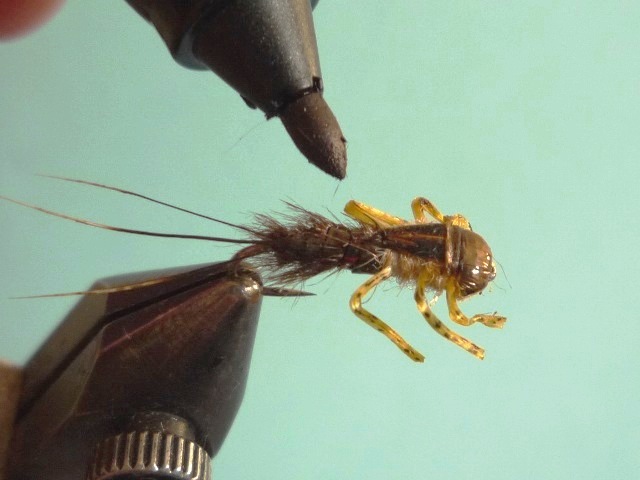 Heptagenid Nymph