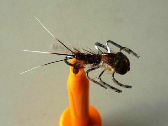 Heptagenid Nymph