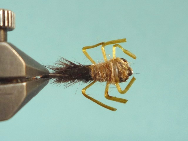 Heptagenid Nymph