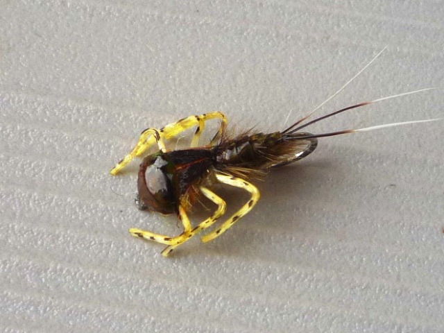 Heptagenid Nymph