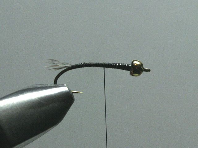 Long Nymph Variant