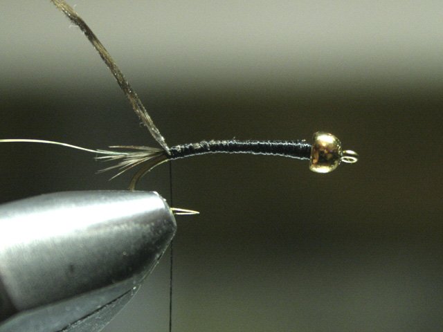 Long Nymph Variant