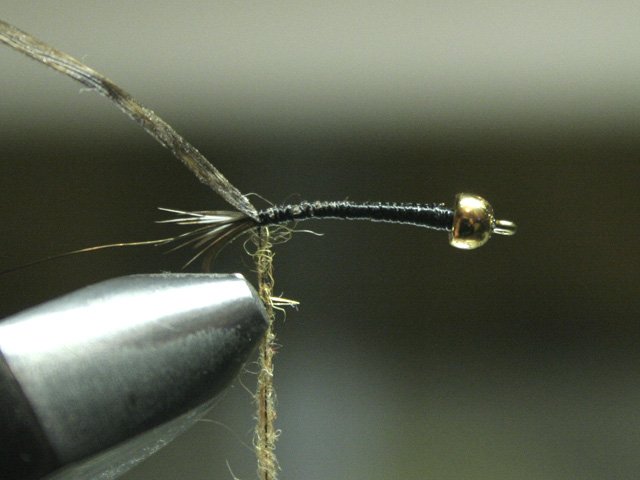 Long Nymph Variant