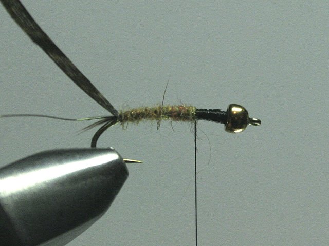Long Nymph Variant