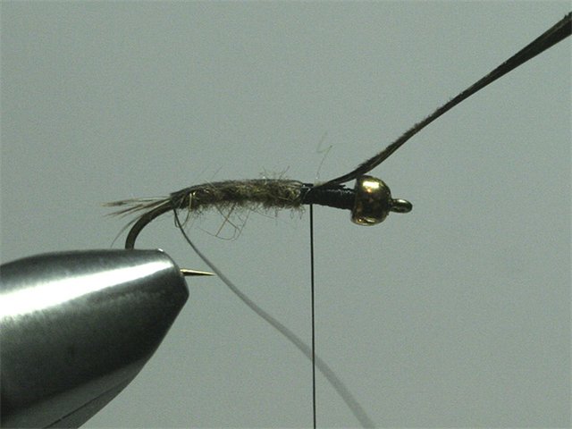 Long Nymph Variant