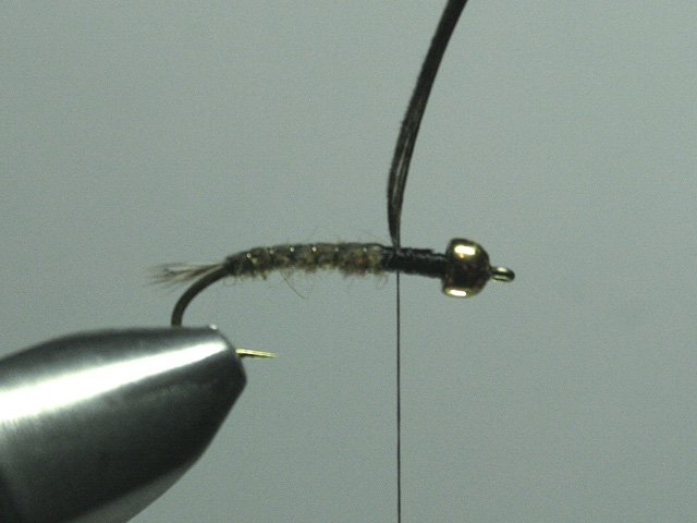 Long Nymph Variant