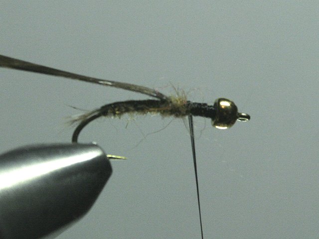 Long Nymph Variant