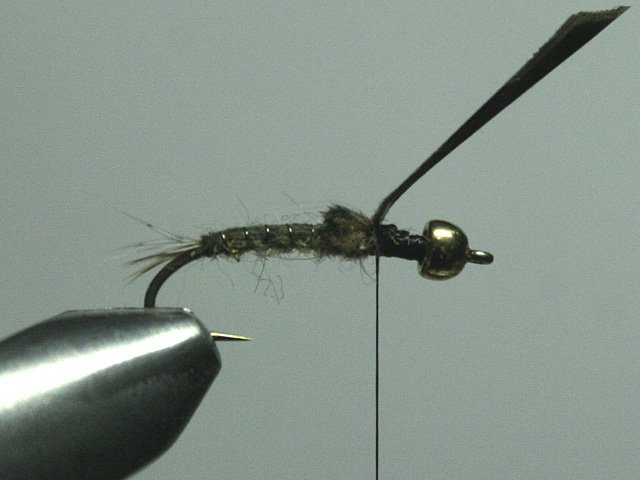 Long Nymph Variant