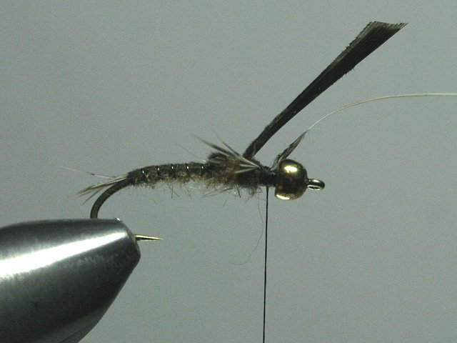Long Nymph Variant