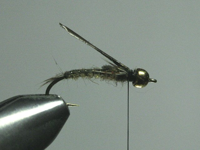 Long Nymph Variant