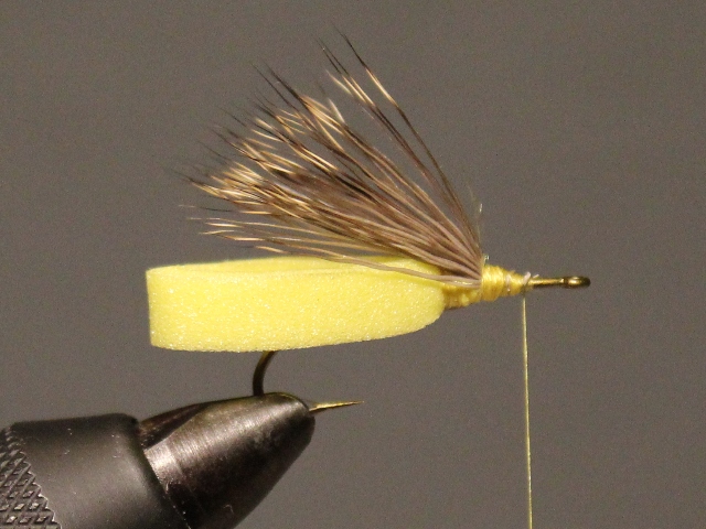 Looped Stonefly Adult