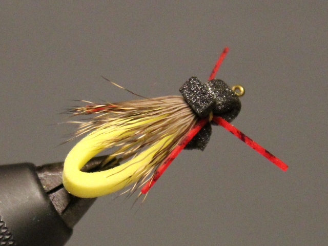 Looped Stonefly Adult