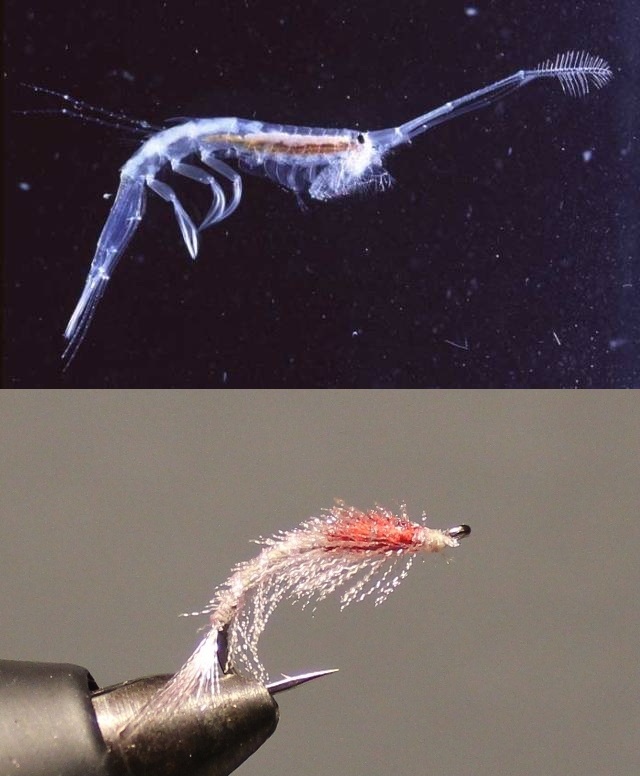 Macrohectopus