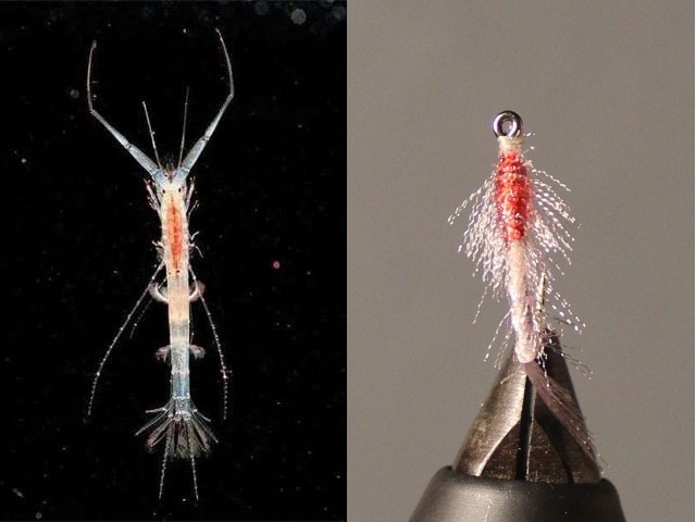 Macrohectopus