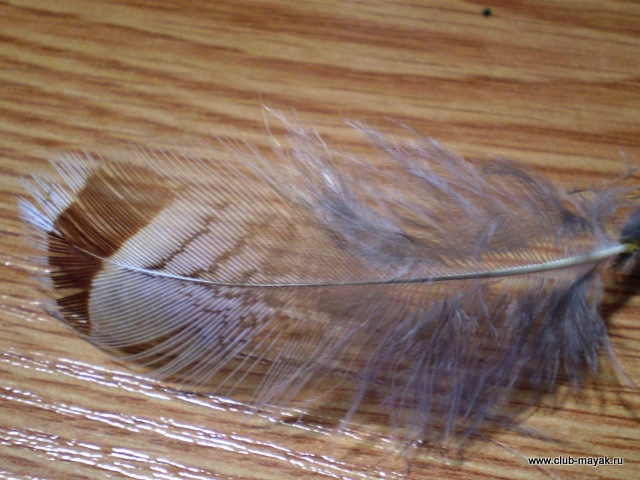 Сухая мушка MayFly Wallywing VW