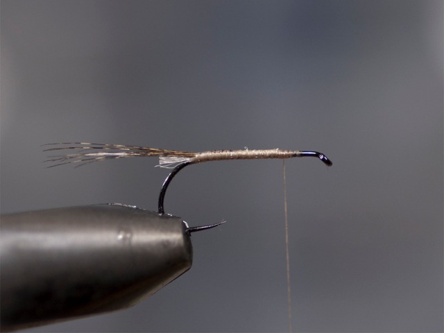 Mayfly