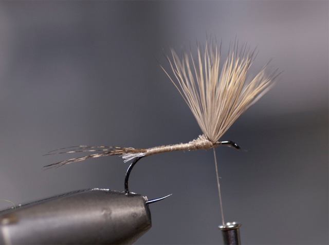 Mayfly