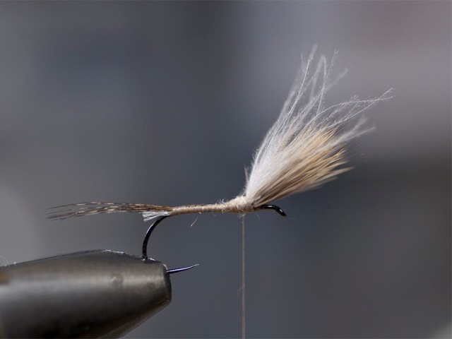Mayfly