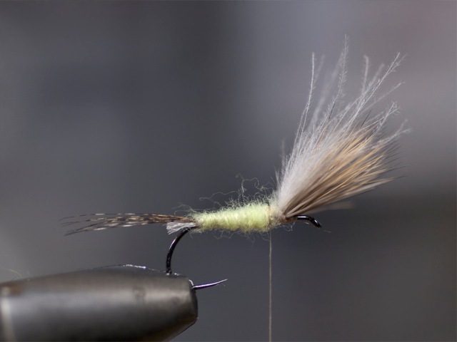 Mayfly