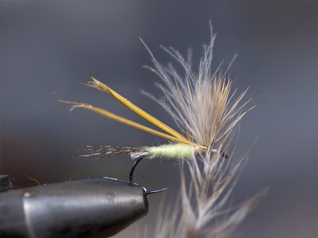 Mayfly