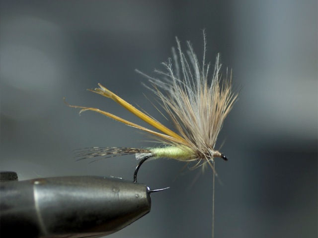 Mayfly