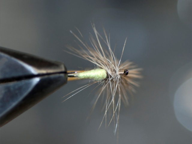 Mayfly