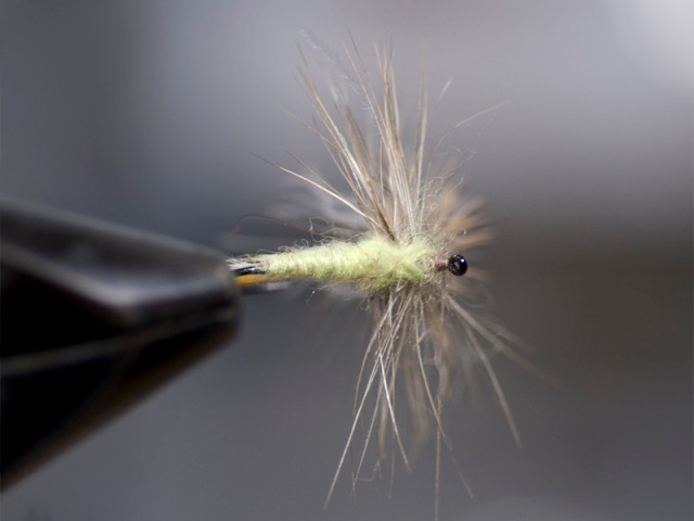 Mayfly