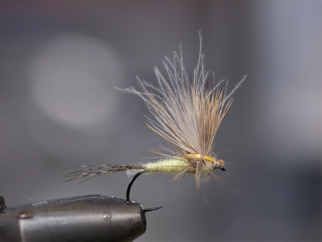 Mayfly