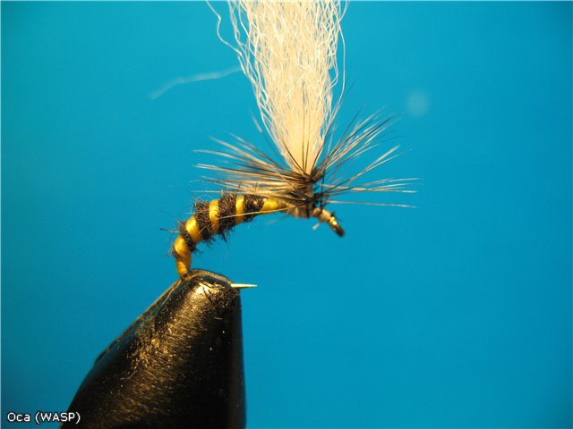 Osa-WASP