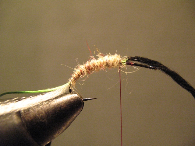 Paraloop Emerging Mayfly
