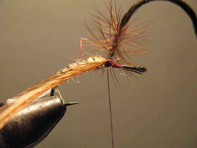 Paraloop Emerging Mayfly
