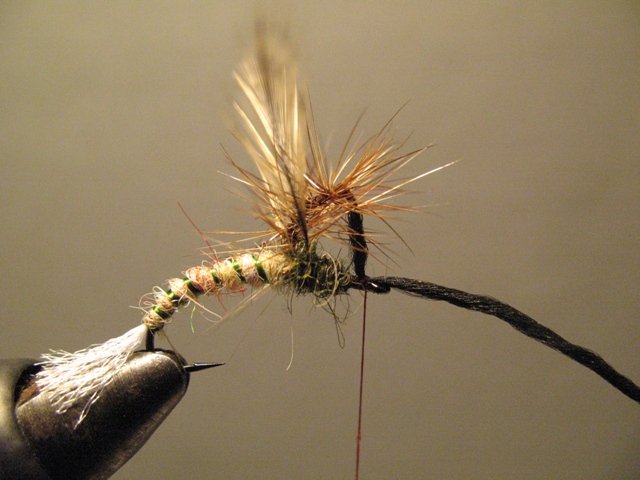 Paraloop Emerging Mayfly