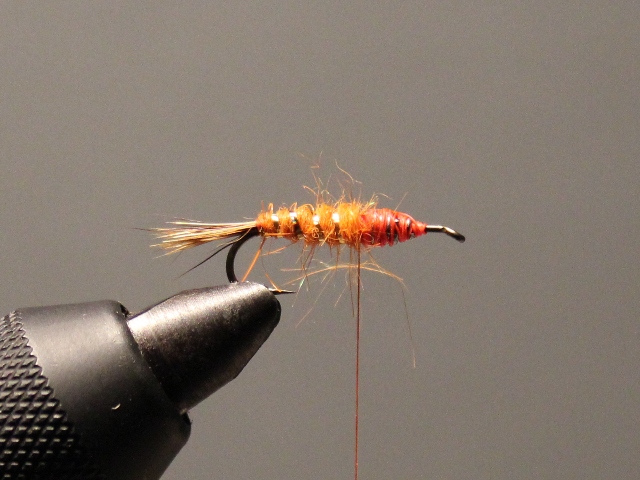 Red Fox Squirrel Nymph