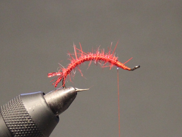 San Juan Worm