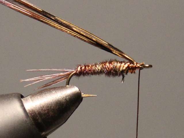 Sawyer Pheasant Tail