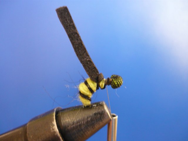 WASP