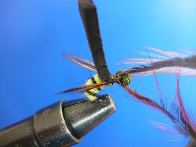 WASP