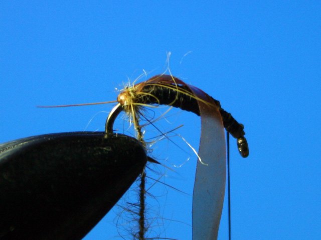 Сaddis Nymph Pupa