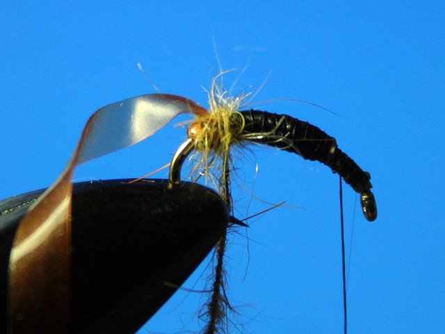 Сaddis Nymph Pupa