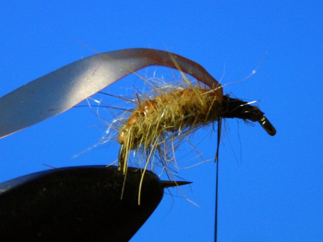Сaddis Nymph Pupa