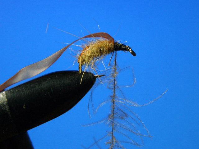 Сaddis Nymph Pupa