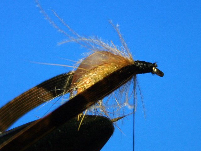 Сaddis Nymph Pupa