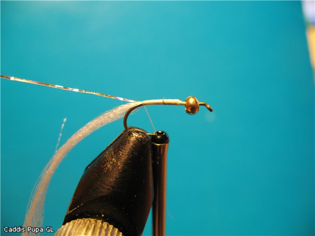Caddis Pupa GL