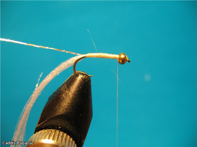 Caddis Pupa GL