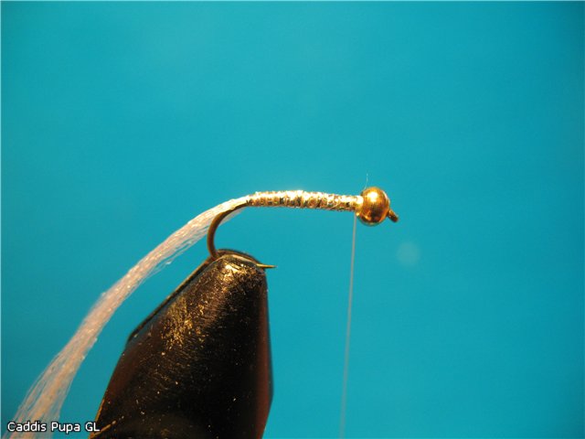 Caddis Pupa GL